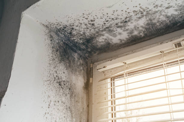 Affordable Mold Remediation solutions in McHenry, IL