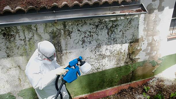 Top rated local Mold Remediation specialists in McHenry, IL